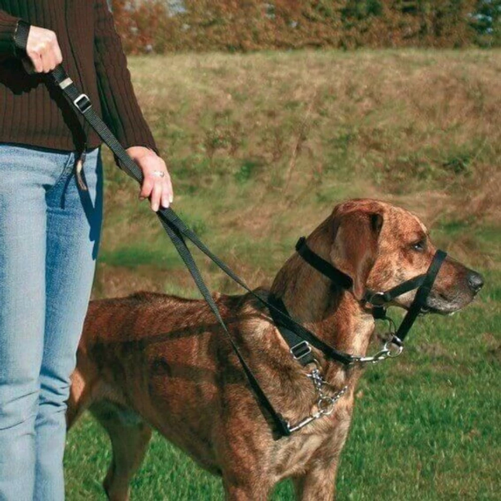 Harnais anti traction pour chien – Dressage et contrôle efficace