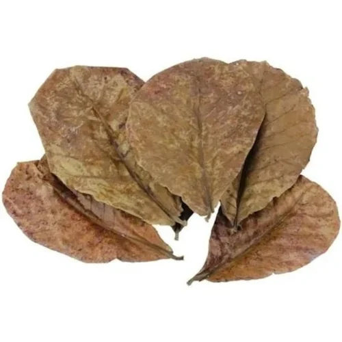 Feuilles Terminalia Catappa pour aquarium
