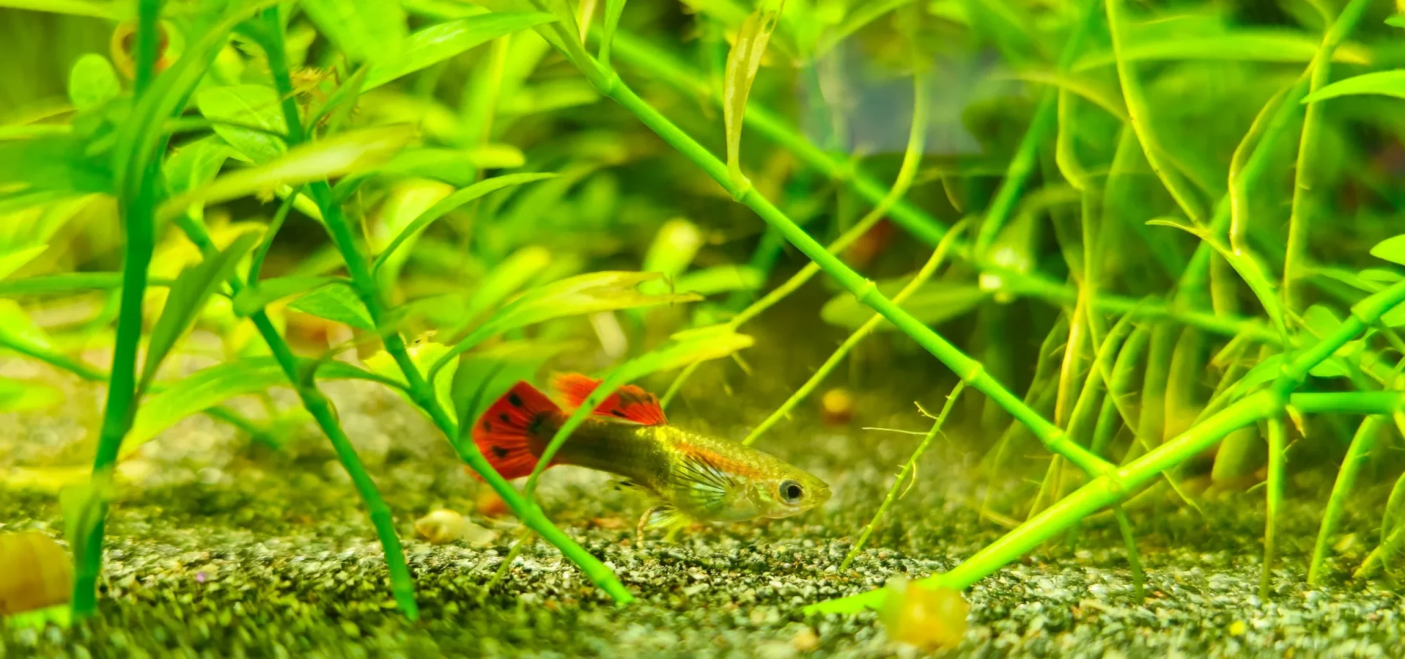 Pourquoi les plantes naturelles sont essentielles dans un aquarium ?