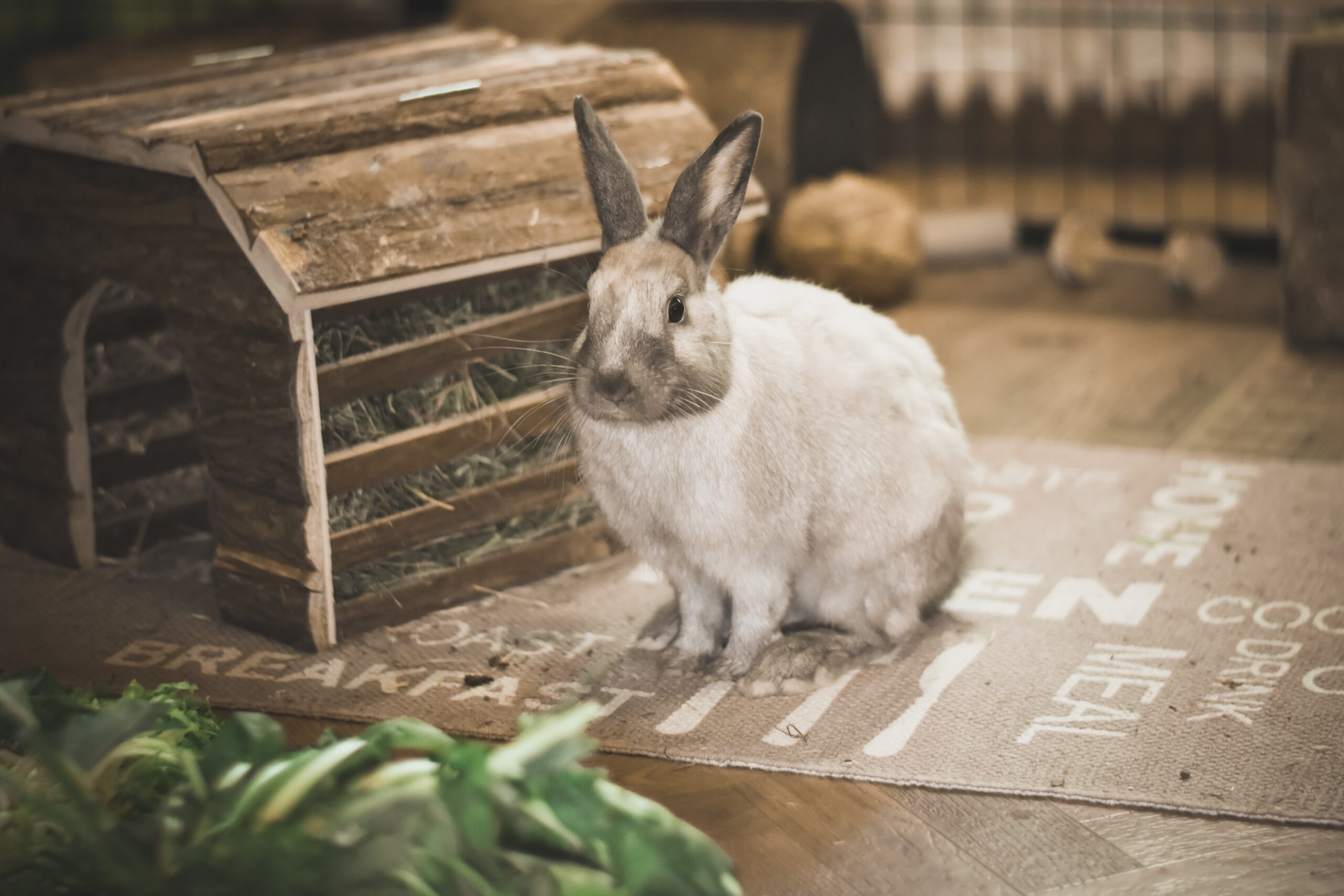 lapin